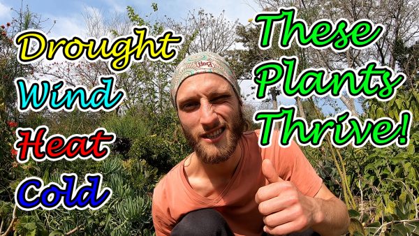 Drought, Wind, Heat, & Cold - These Plants Thrive! (Succulents & Indigenous Plants)